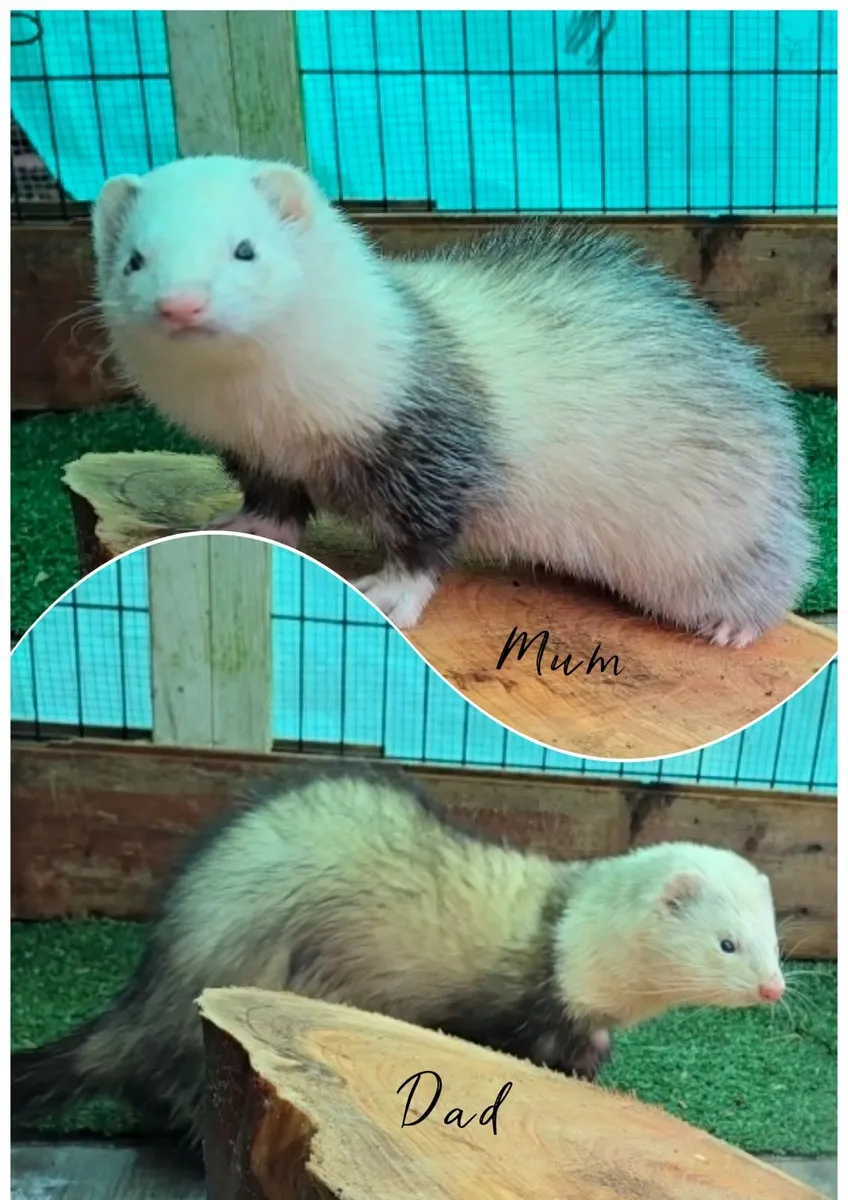 Ferret - Image 2
