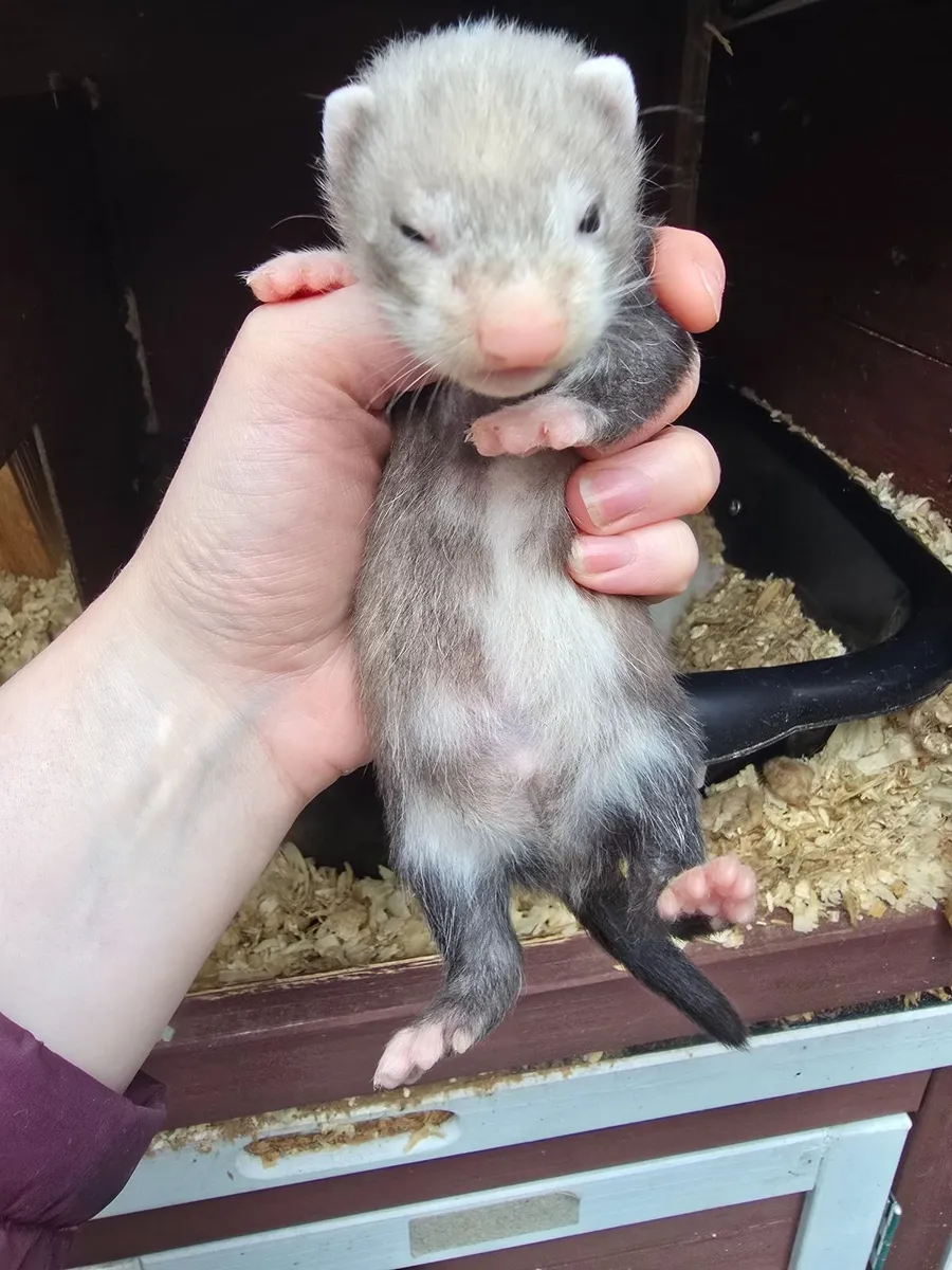 Ferret - Image 4