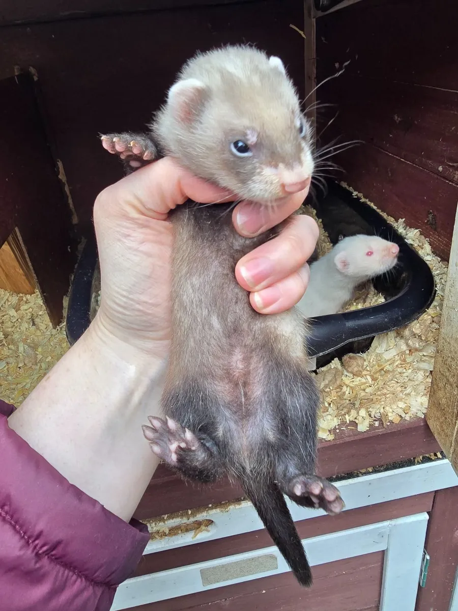 Ferret - Image 3