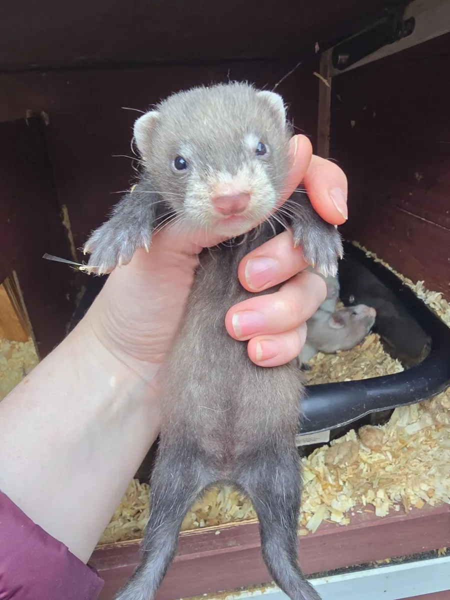 Ferret - Image 1
