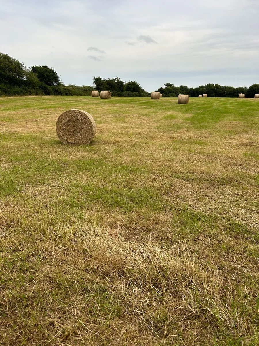 Hay - Image 2