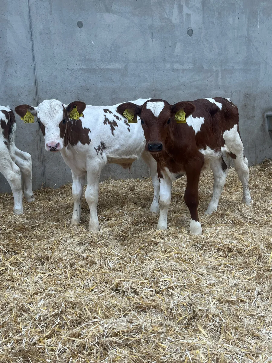 4 Beef Shorthorn Bull Calves - Image 3
