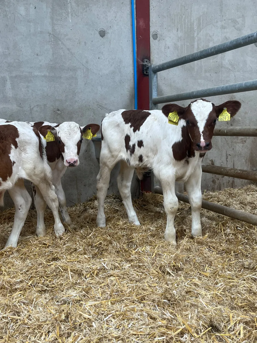 4 Beef Shorthorn Bull Calves - Image 4
