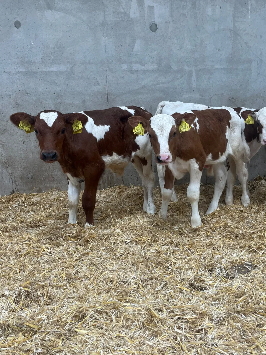 4 Beef Shorthorn Bull Calves - Image 1