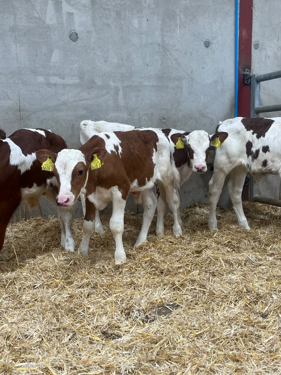4 Beef Shorthorn Bull Calves - Image 2