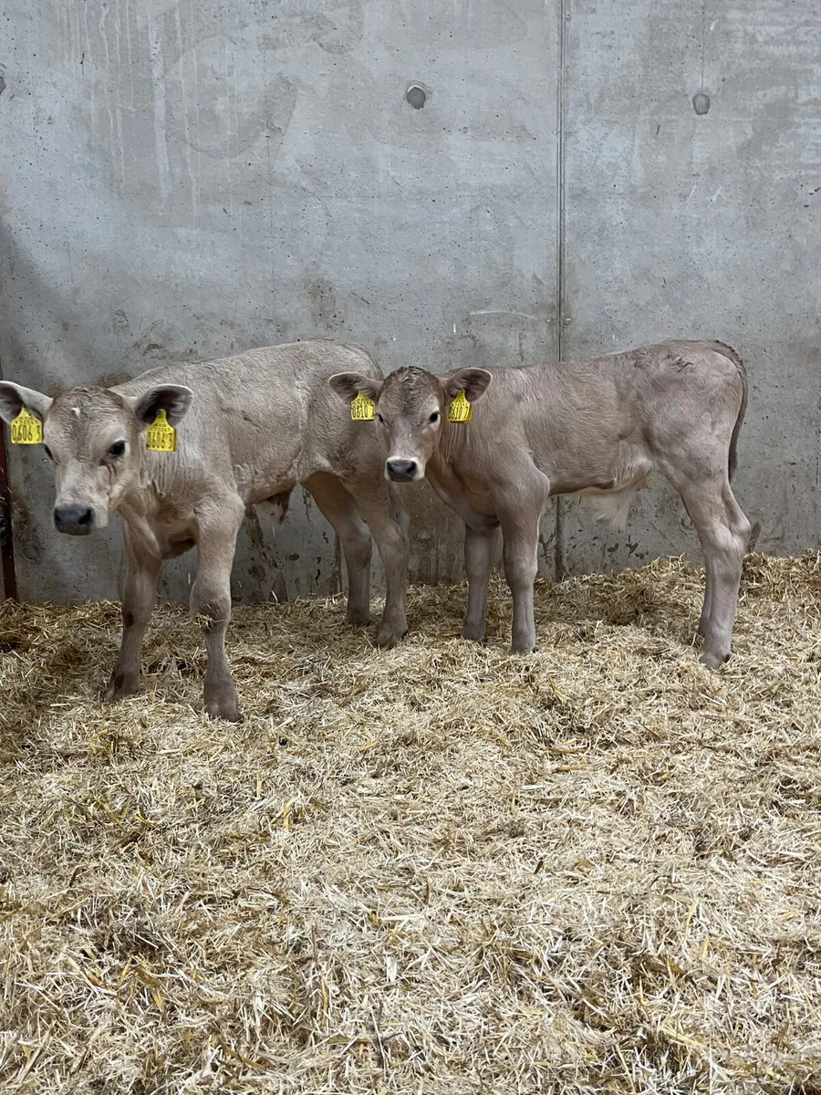2 Charolais Bull Calves - Image 4