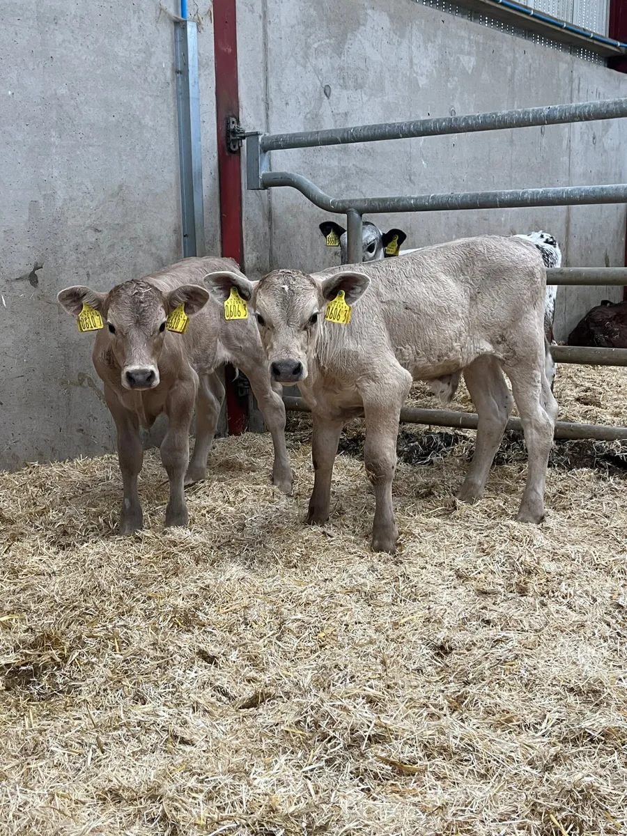 2 Charolais Bull Calves - Image 3