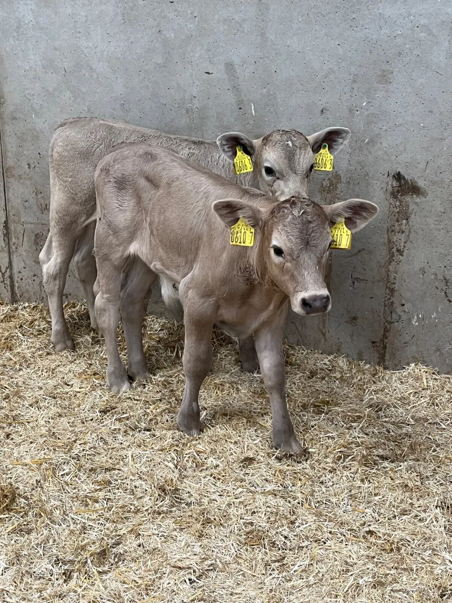 2 Charolais Bull Calves - Image 2