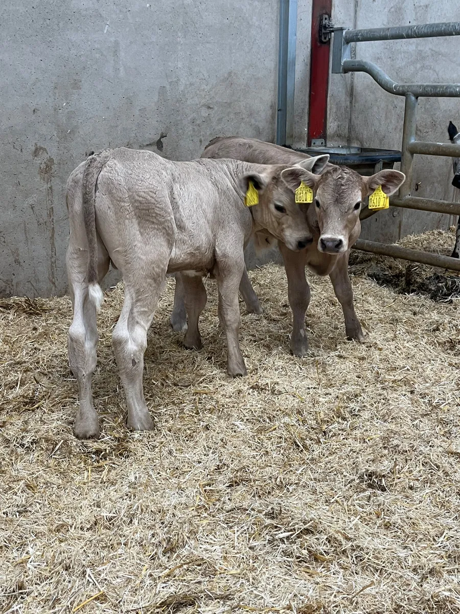 2 Charolais Bull Calves - Image 1