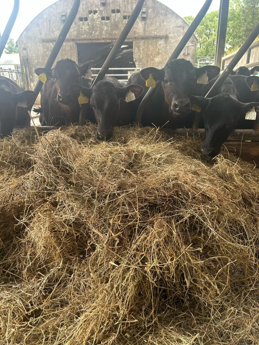 16 AAX Calves for sale - Image 1