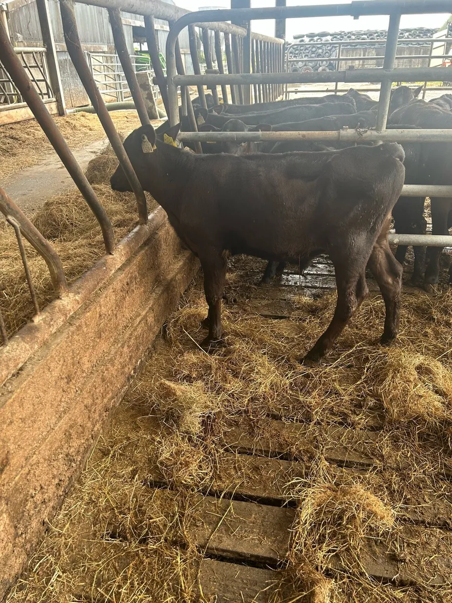 16 AAX Calves for sale - Image 2