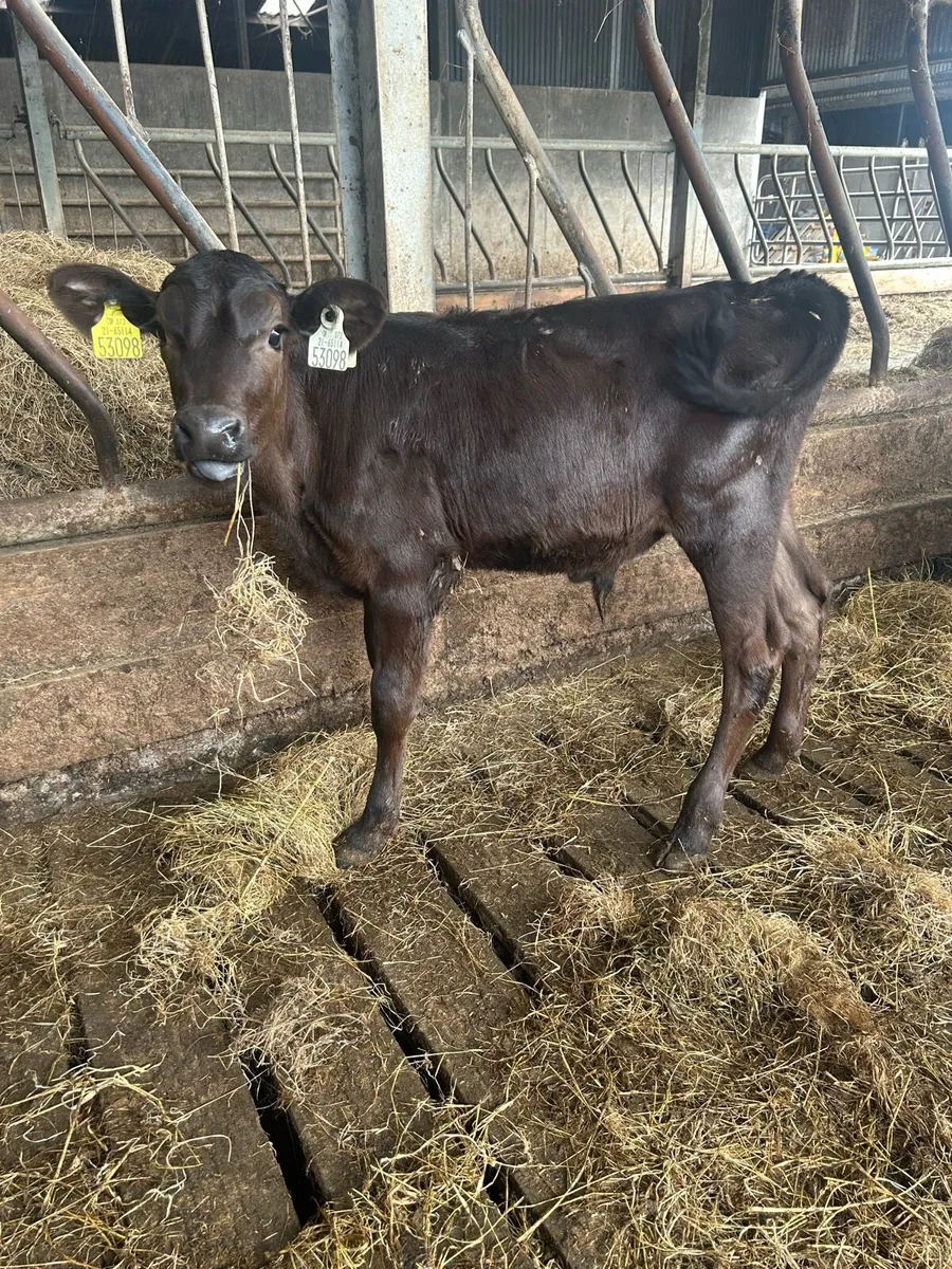 16 AAX Calves for sale - Image 4