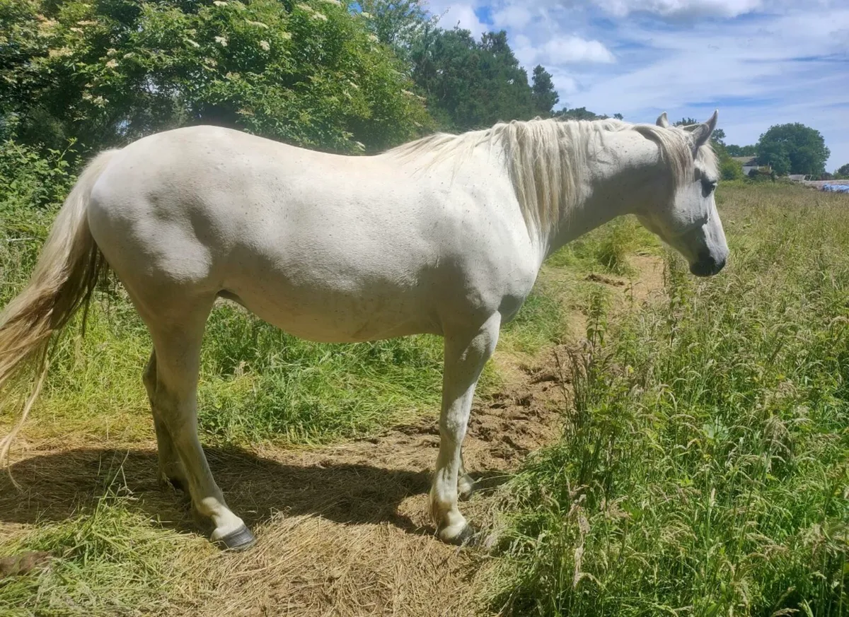 ID broodmare BEAUTY KEAMORE DIAMOND - Image 1