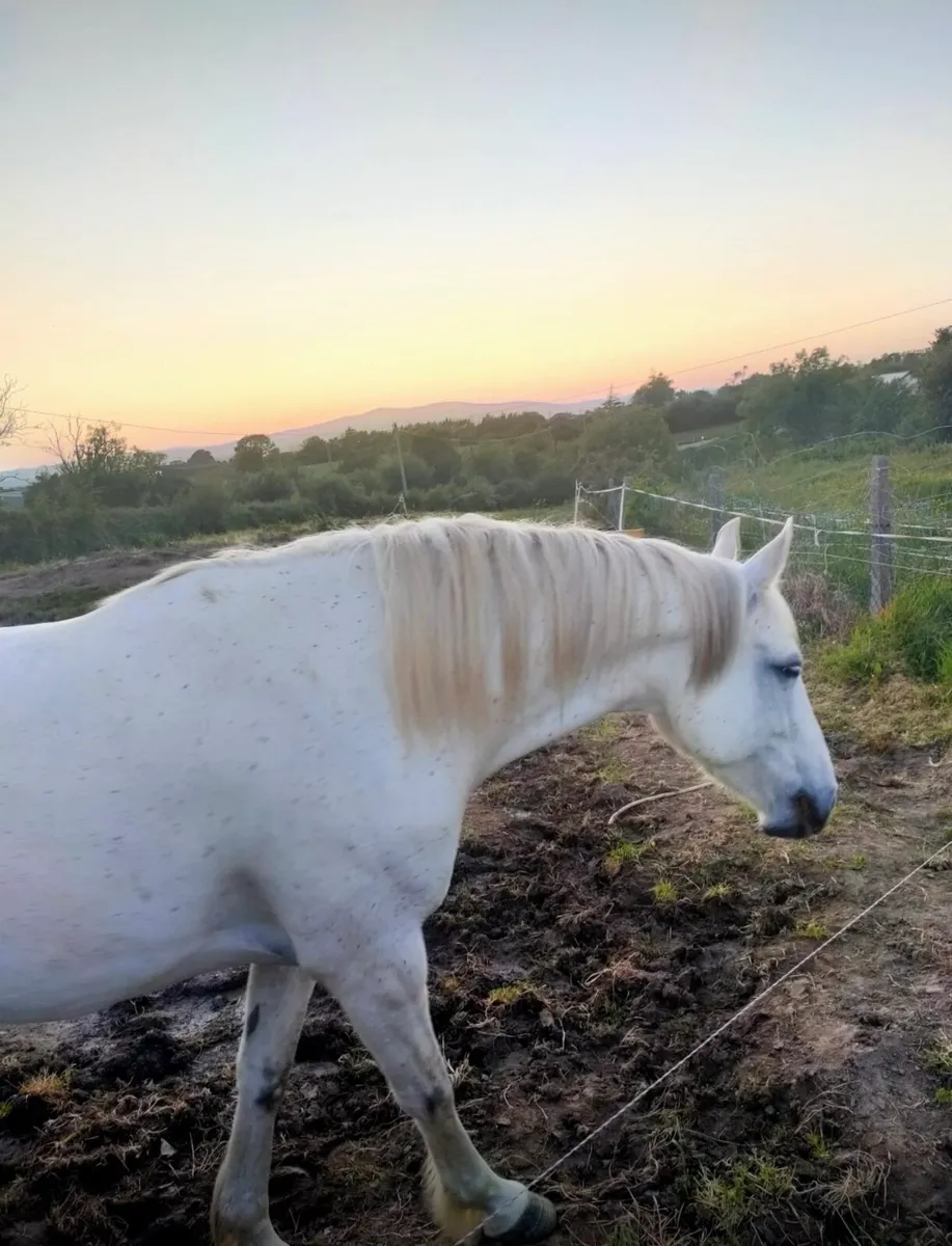 ID broodmare BEAUTY KEAMORE DIAMOND - Image 2