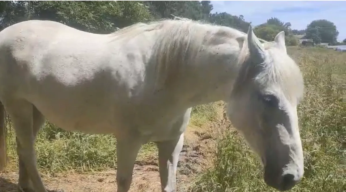 ID broodmare BEAUTY KEAMORE DIAMOND - Image 3