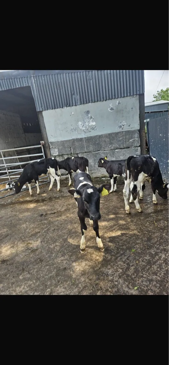 Fresion heifers - Image 1