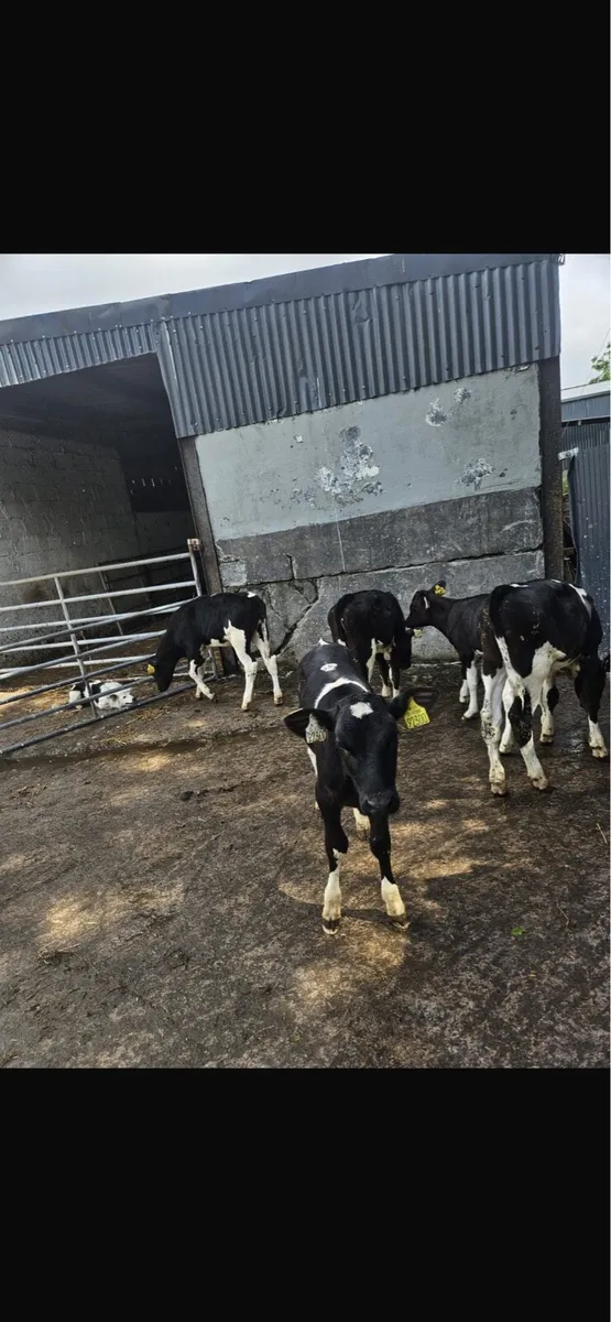 Fresion heifers - Image 2