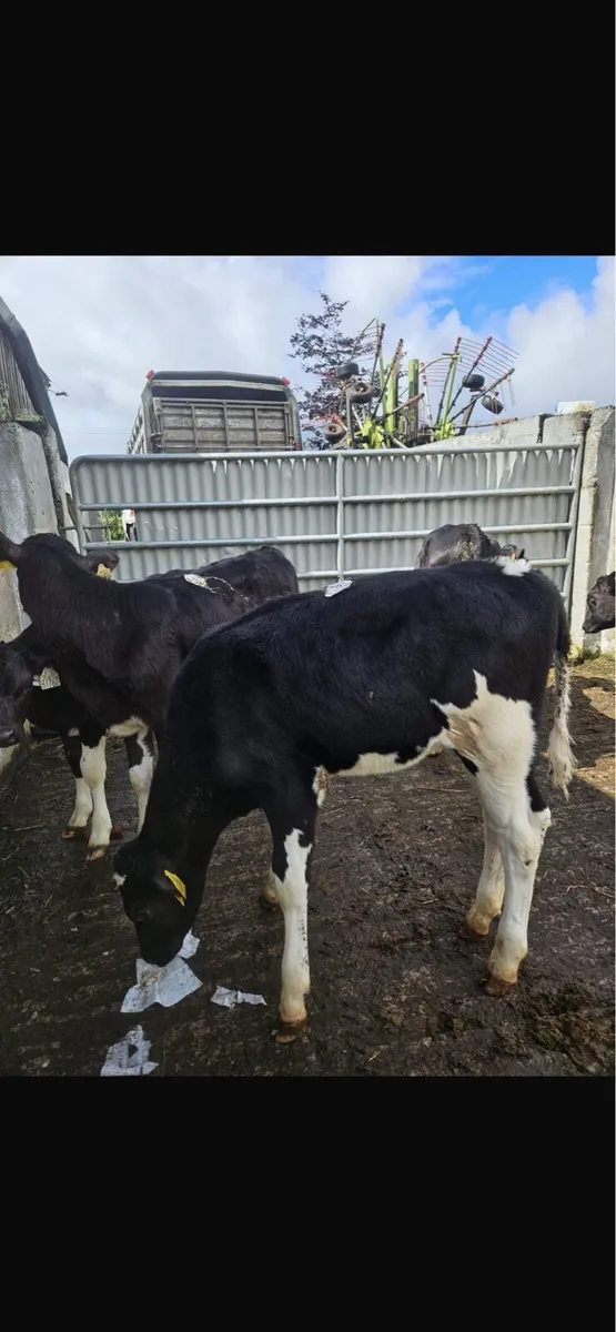 Fresion heifers - Image 4