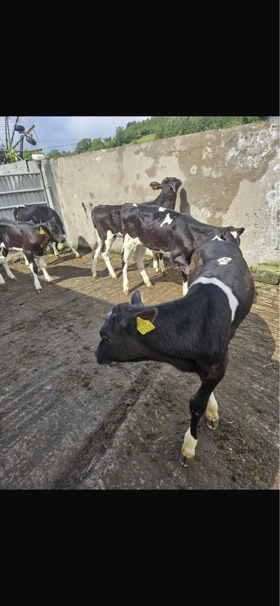 Fresion heifers - Image 3
