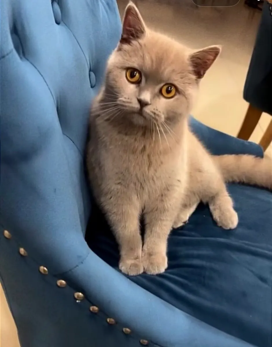 Female British shorthair Fawn colour - Image 2