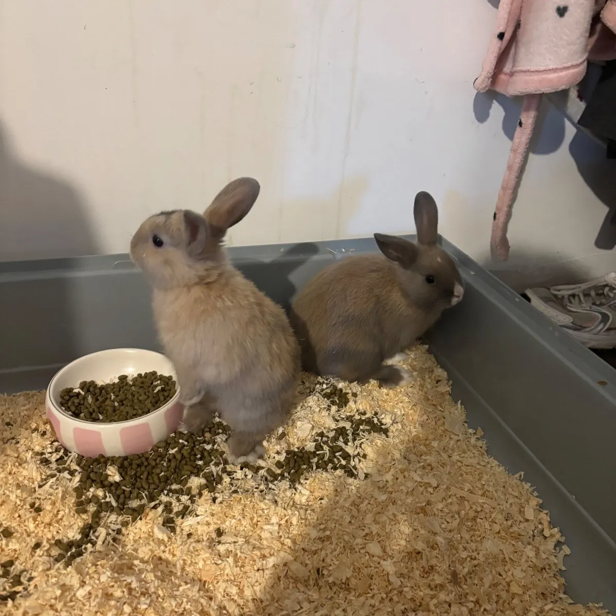 Dwarf Bunnies - Image 2