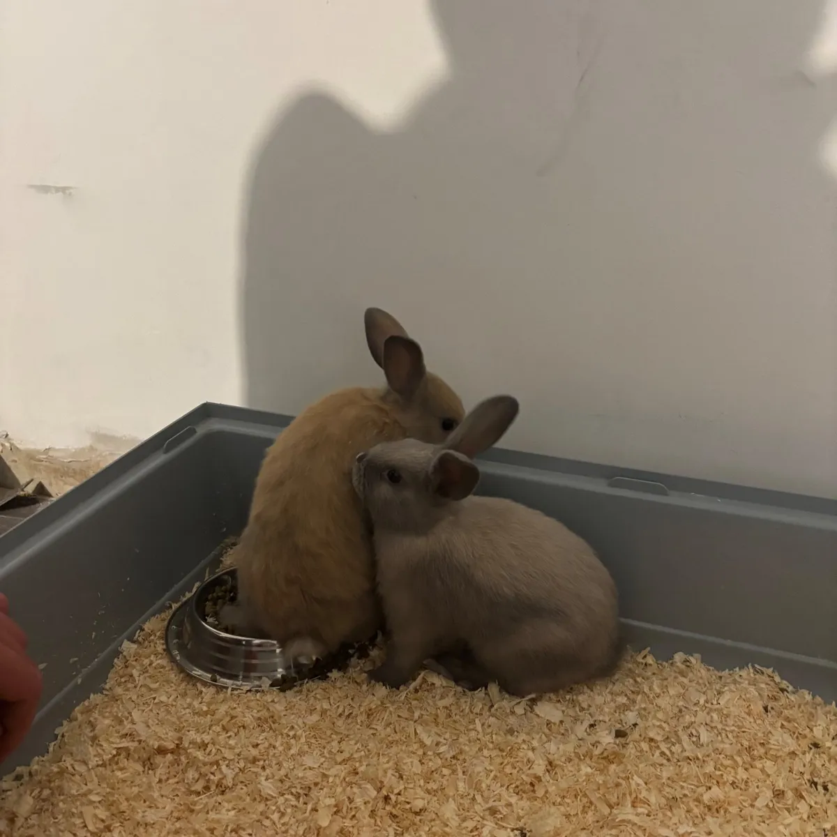 Dwarf Bunnies - Image 1