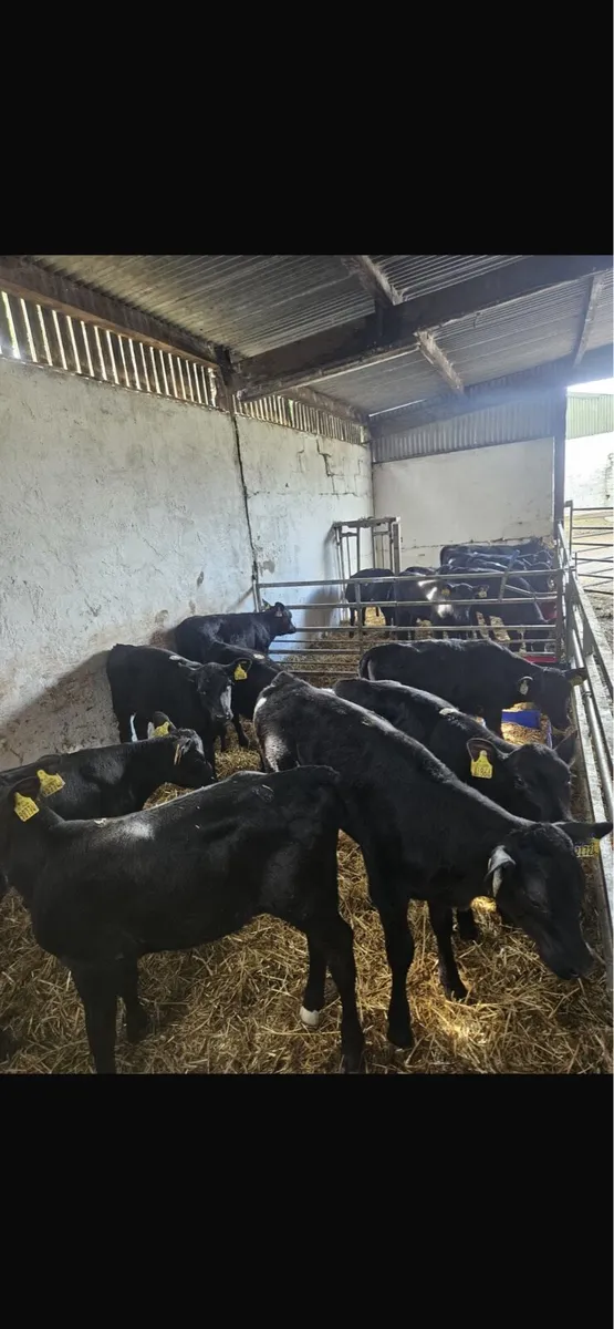 Aax heifers - Image 1