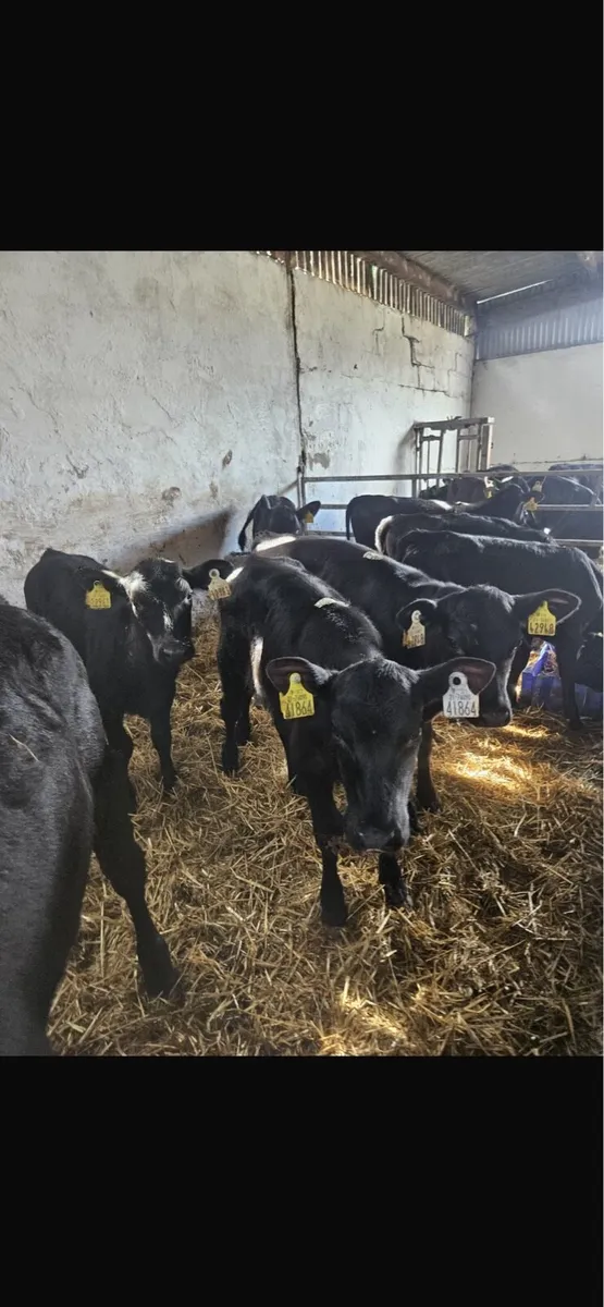 Aax heifers - Image 3