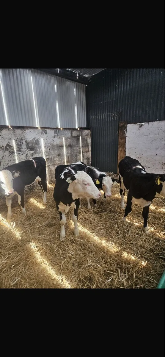 Aax heifers - Image 4