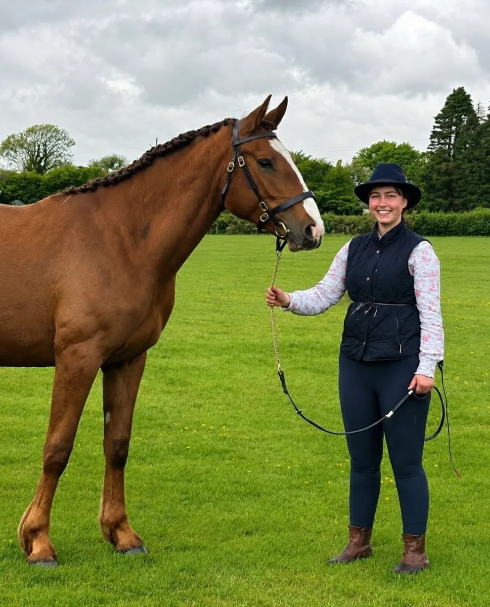 Classy Chestnut ID Filly - Image 1