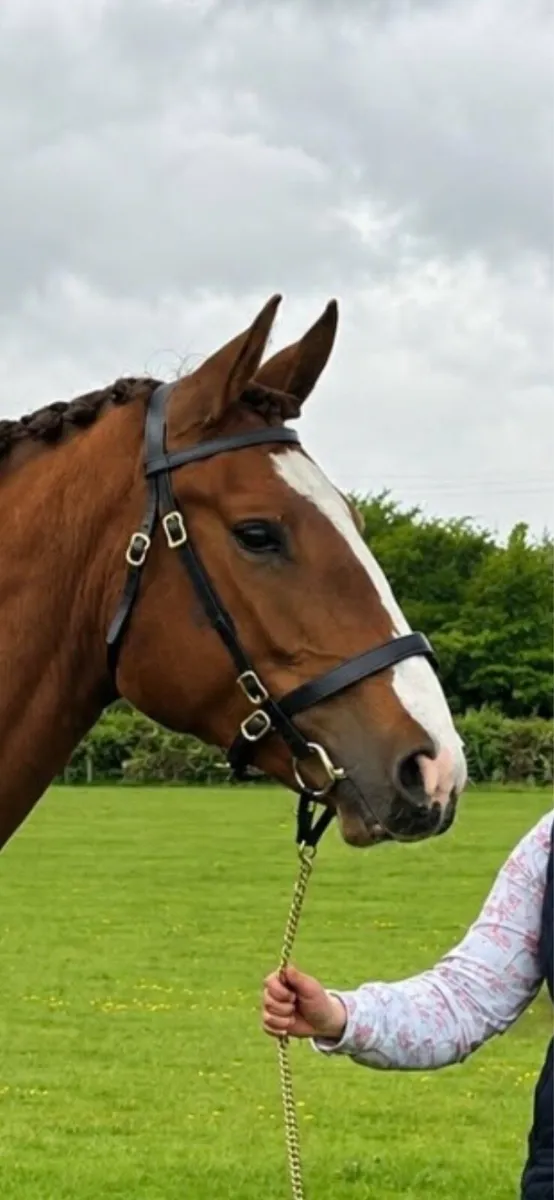 Classy Chestnut ID Filly - Image 2