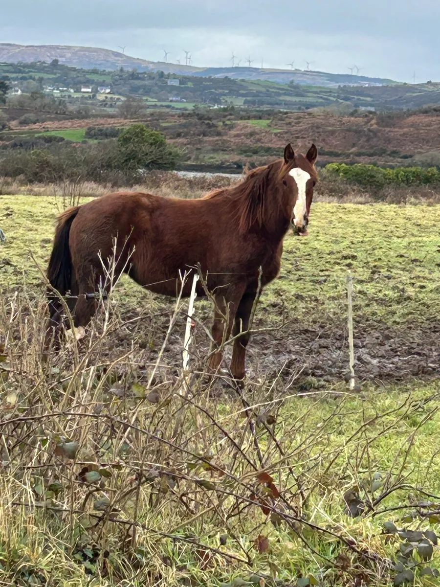 Classy Chestnut ID Filly - Image 4