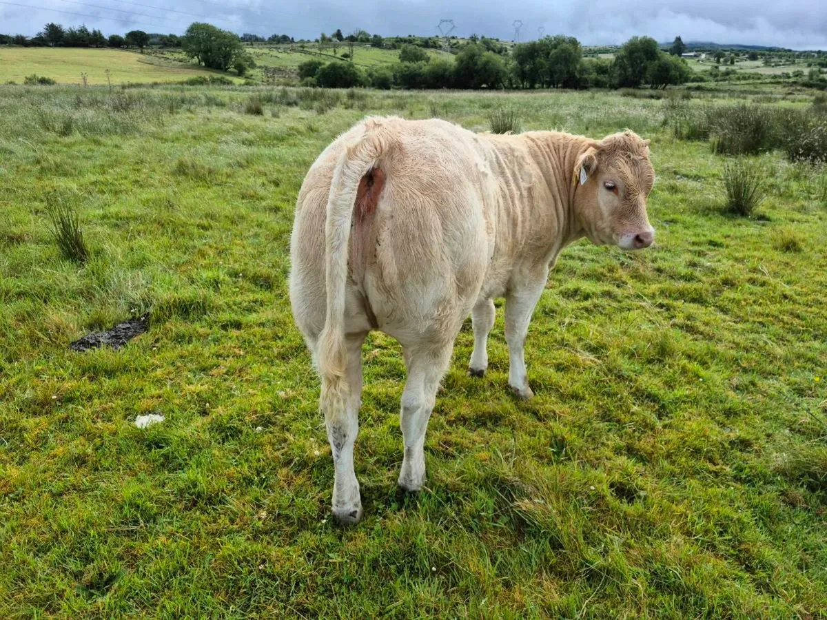 Weanling heifer - Image 2