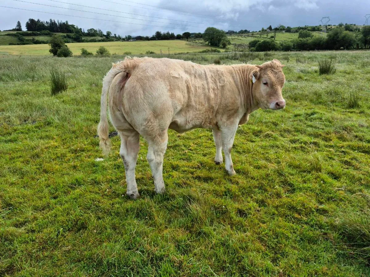 Weanling heifer - Image 1
