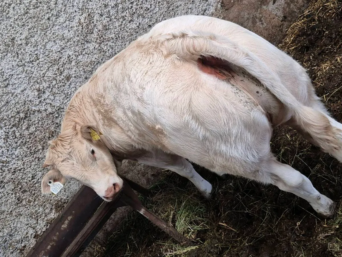 Weanling heifer - Image 4