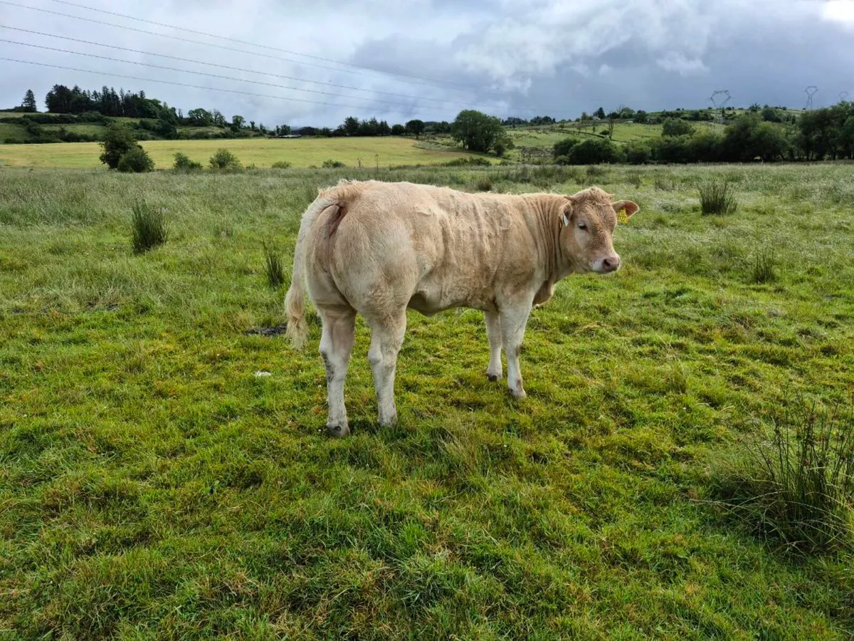 Weanling heifer - Image 3