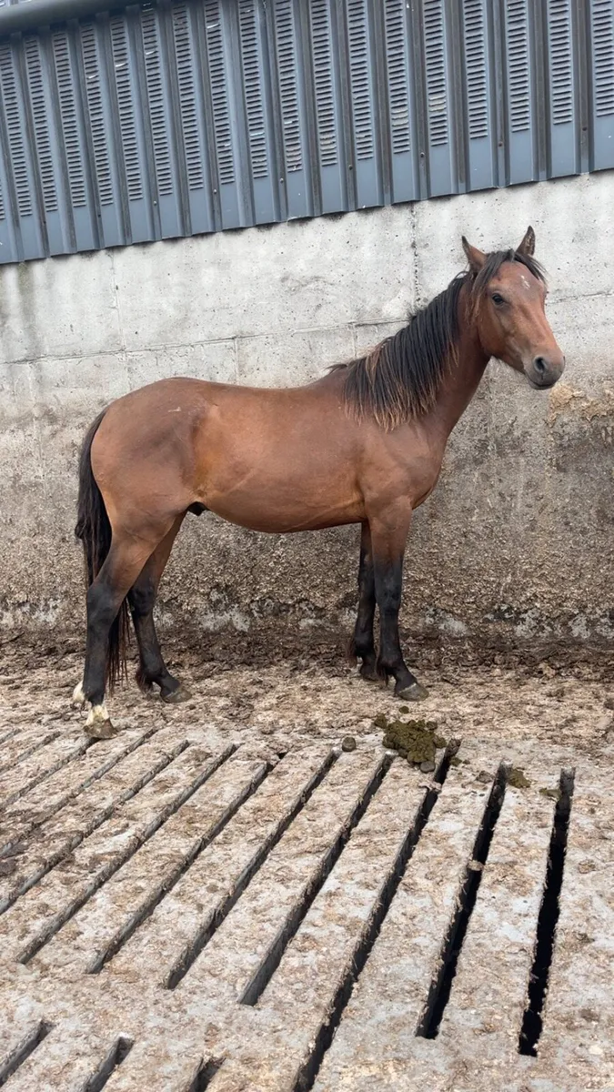 🍀 Connemara 2 year olds 🍀 - Image 3