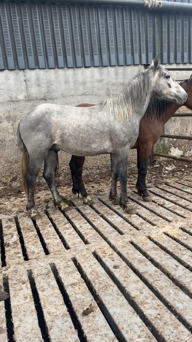 🍀 Connemara 2 year olds 🍀 - Image 4