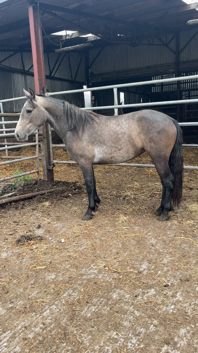 🍀 Connemara 2 year olds 🍀 - Image 1
