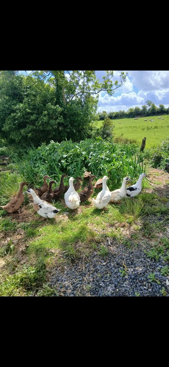 Ducks