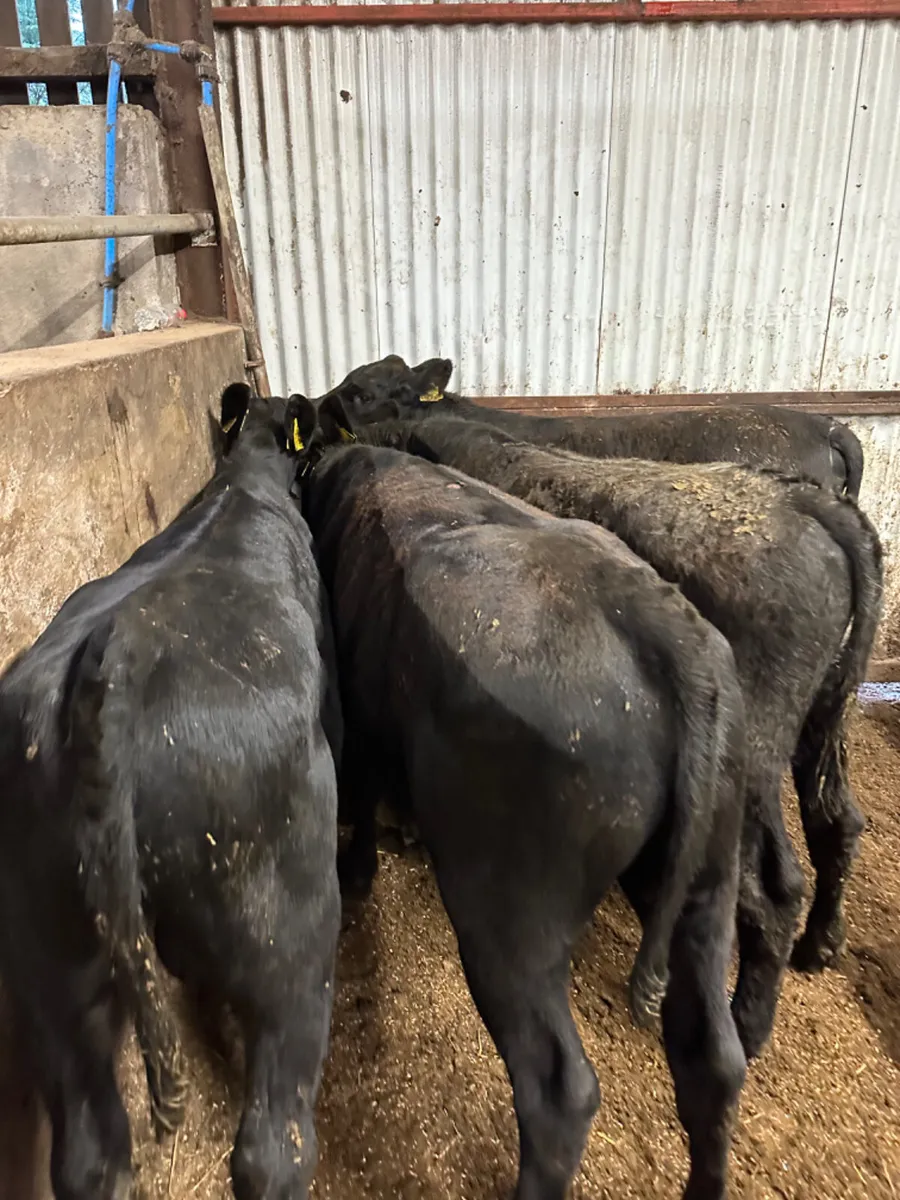 Angus bullocks - Image 3