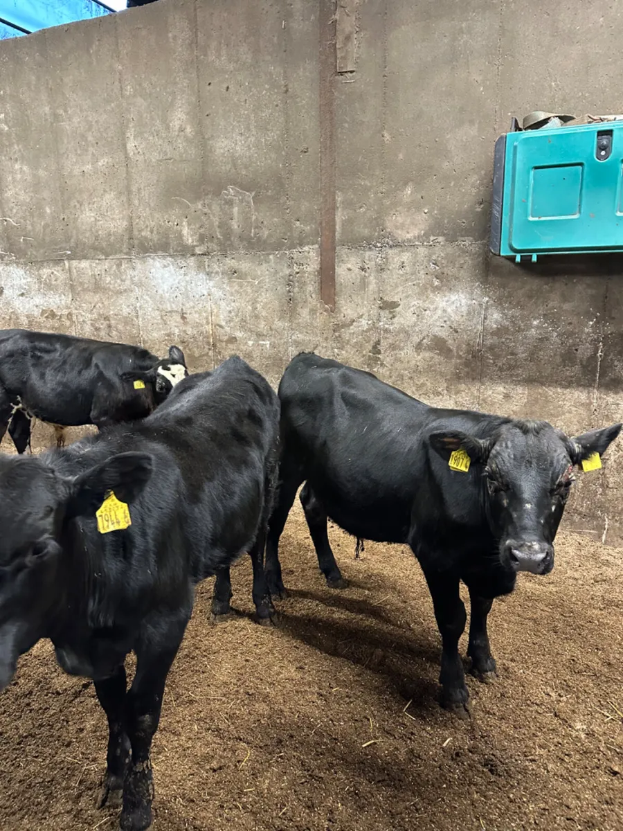 Angus bullocks - Image 1