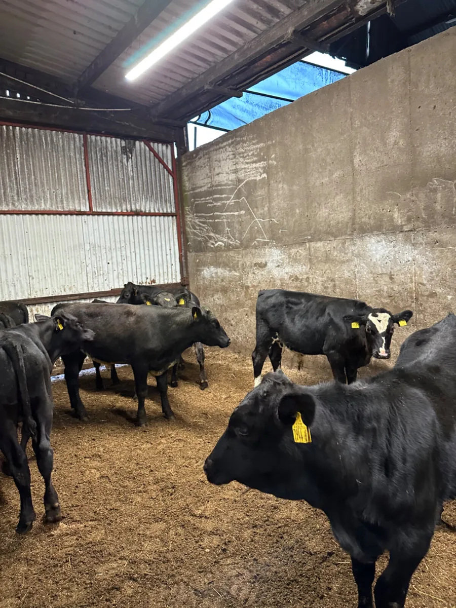 Angus bullocks - Image 2