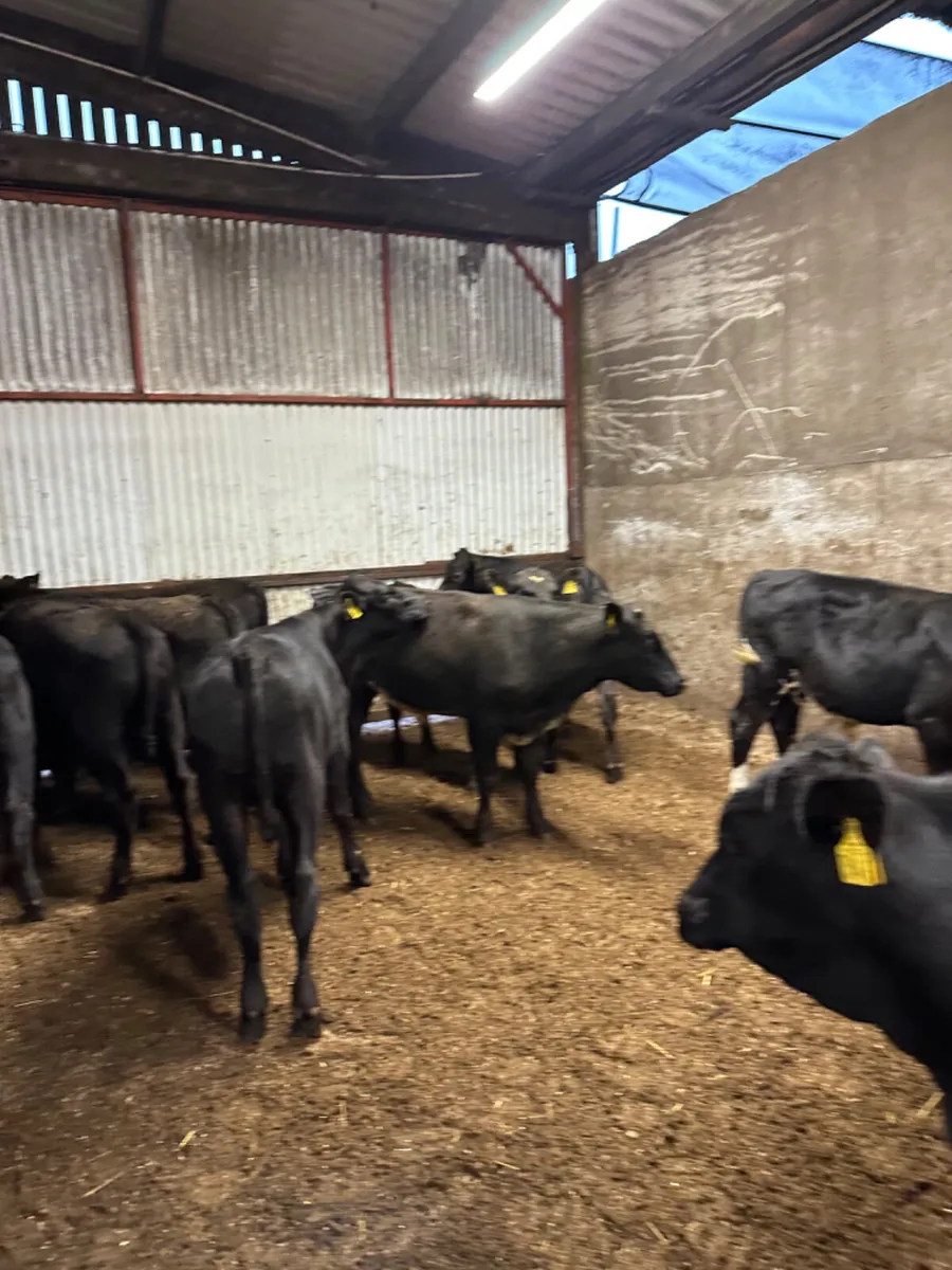 Angus bullocks - Image 4