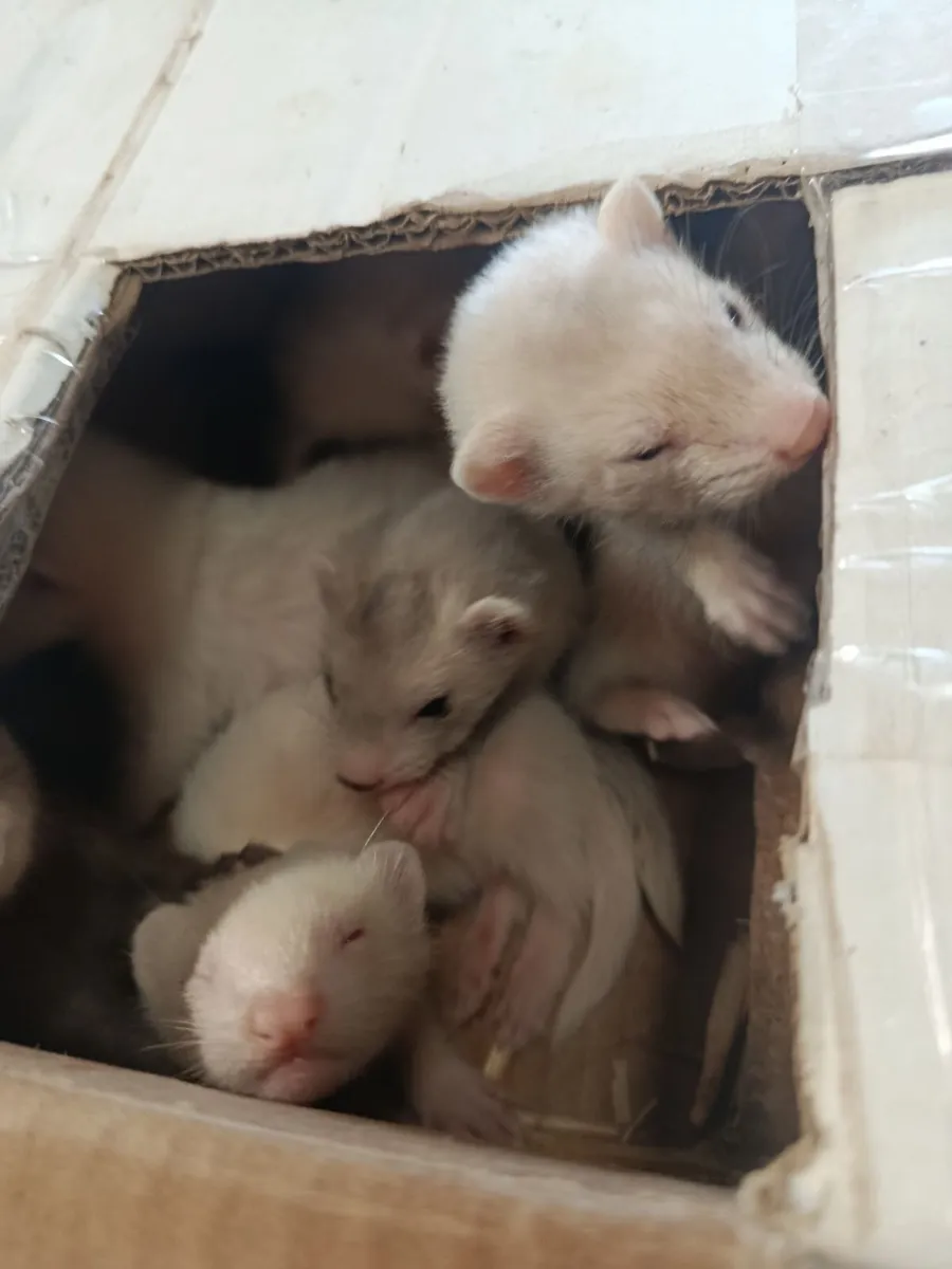 Ferrets - Image 4