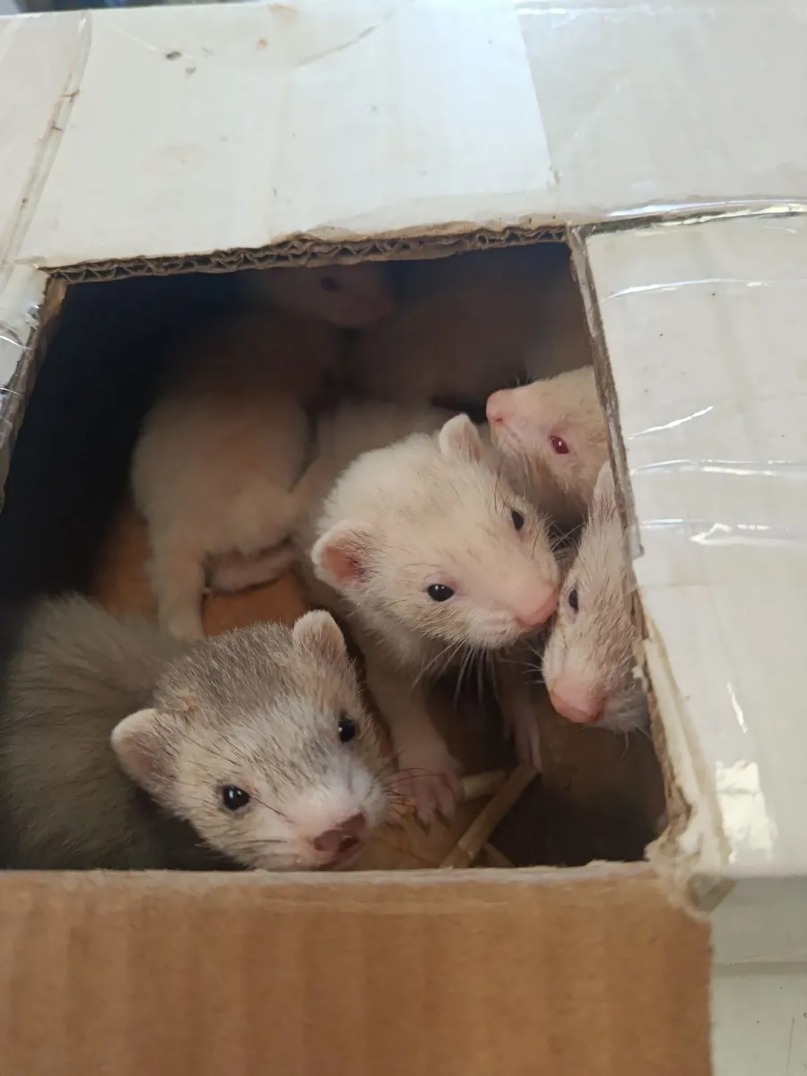 Ferrets - Image 2