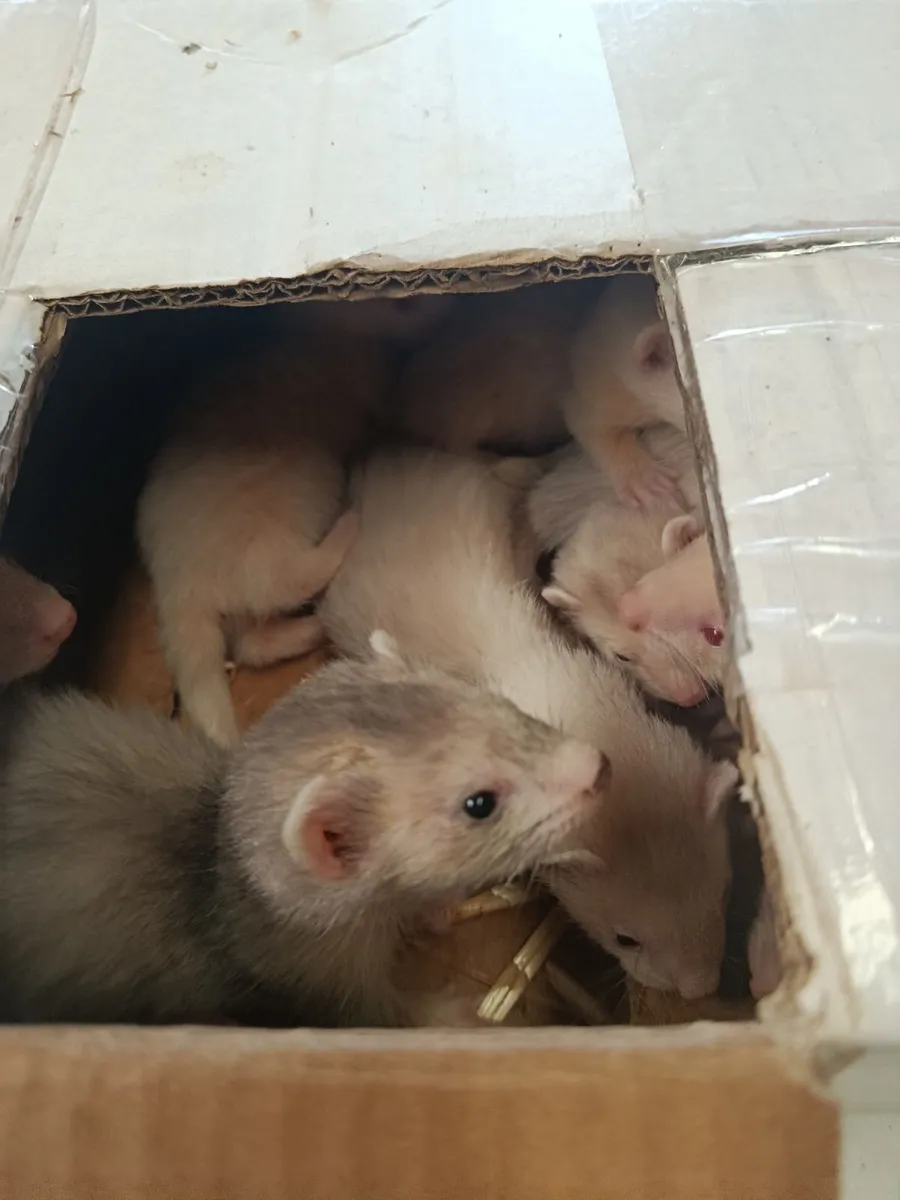 Ferrets - Image 3