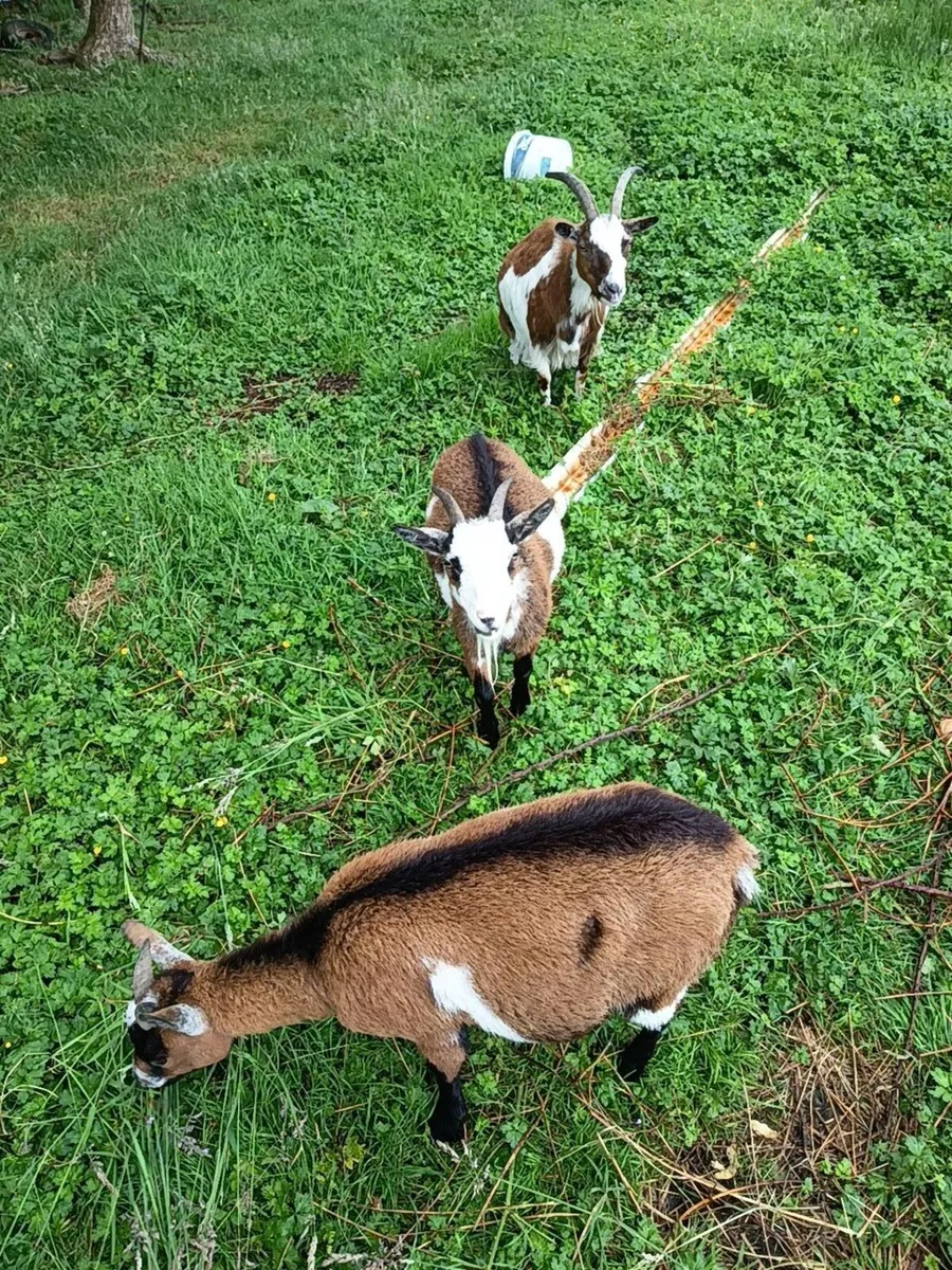 Pygmy goat Female - Image 2