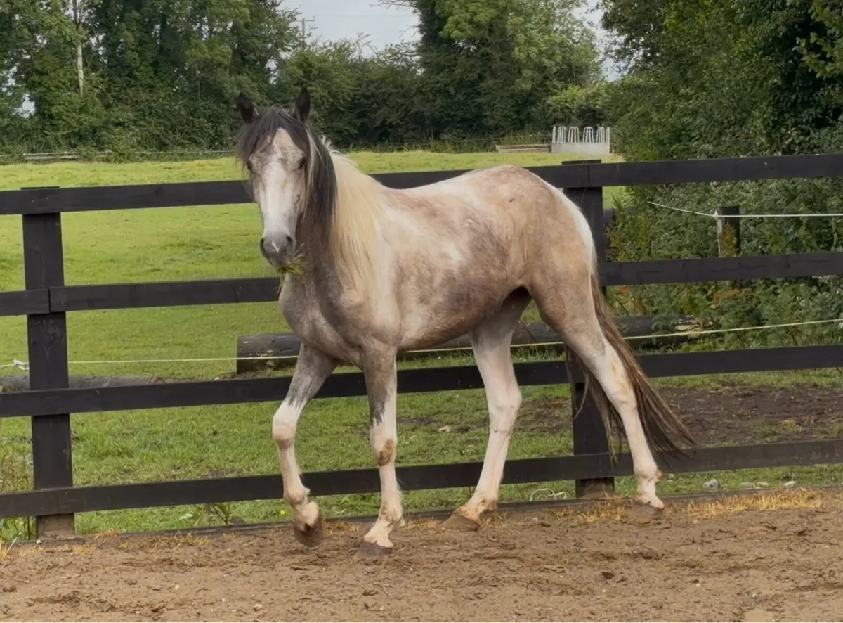 Dun & White Filly - Image 1