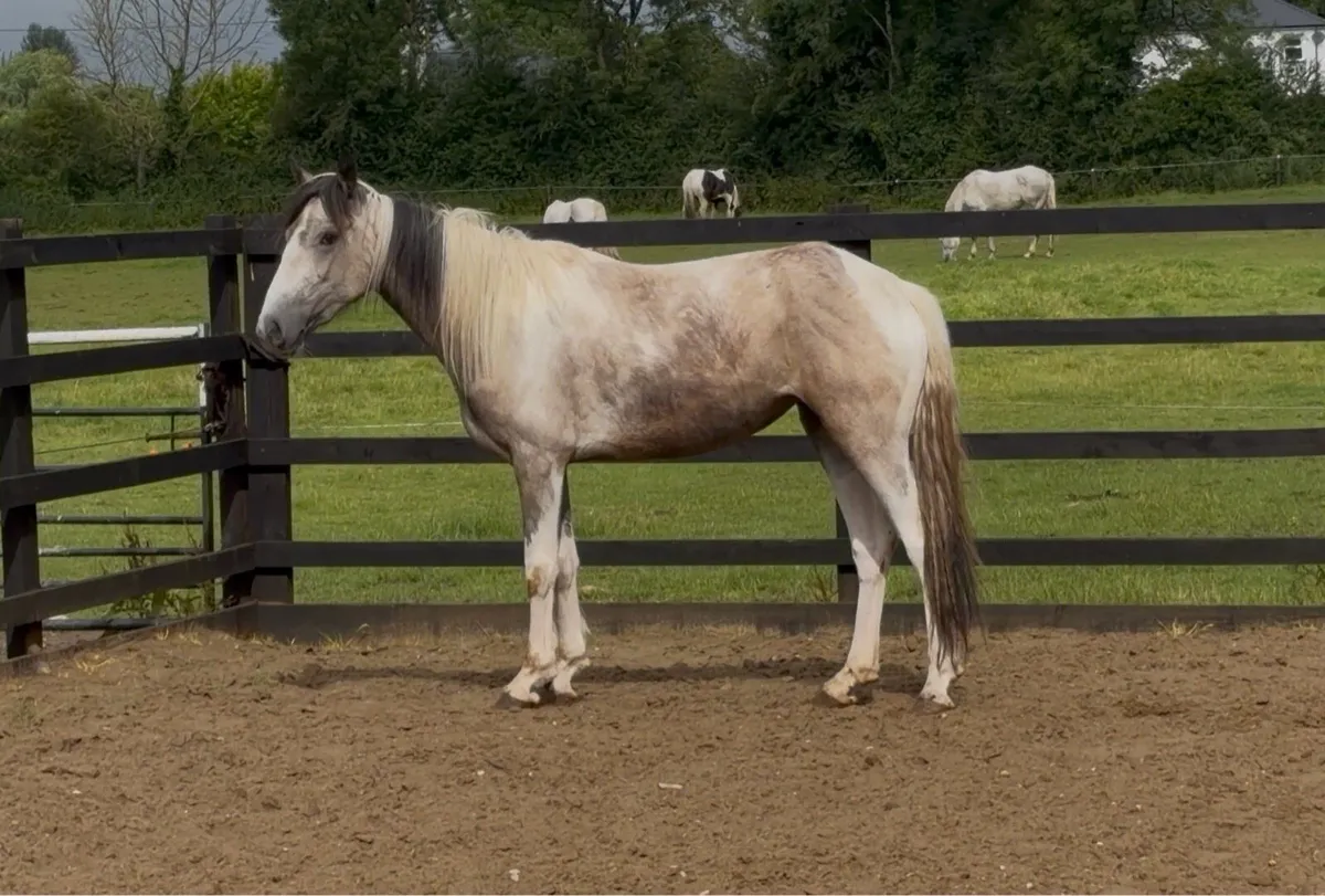 Dun & White Filly - Image 2